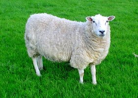 Sheep affected by scrapie