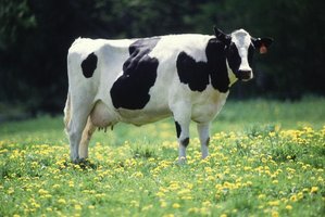 Cow affected by mad cow disease