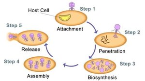 Diagram of the five steps of viral replication