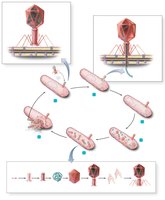 Lytic cycle of bacteriophage replication
