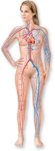 Cardiovascular system with heart and vessels