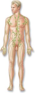 Lymphatic system diagram