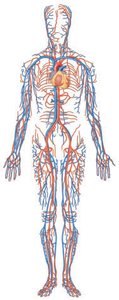 Cardiovascular system diagram