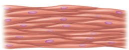 Skeletal muscle tissue
