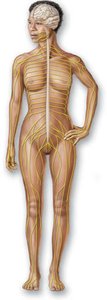 Nervous system diagram