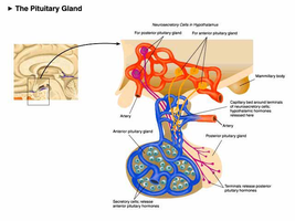 Diagram of the pituitary gland and its connection to the hypothalamus