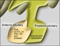 Anterior and posterior pituitary gland with hormone names