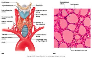 Thyroid gland anatomy and histology