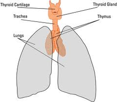 Thymus location in the thorax