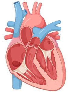 Frontal section of the heart showing chambers and valves