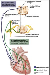 Autonomic innervation of the heart