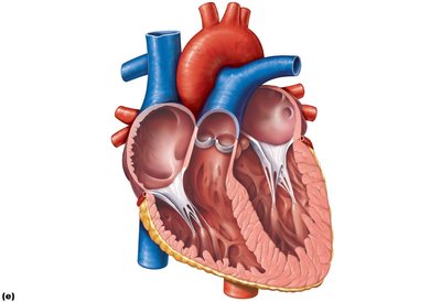 Frontal section of the heart showing valves and internal structures