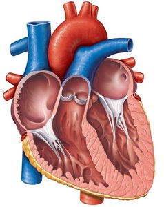 Left atrium and mitral valve