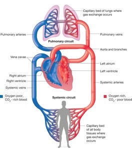 Diagram of pulmonary and systemic circuits