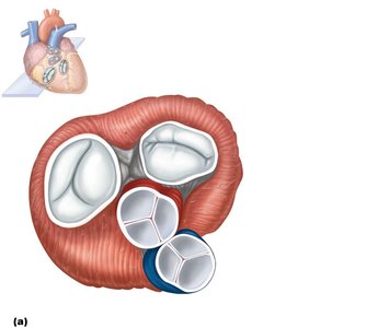 Heart valves and cardiac skeleton (anterior view)