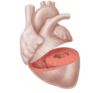 Anatomical differences between right and left ventricles