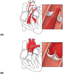 Semilunar valves open and close during ventricular contraction and relaxation