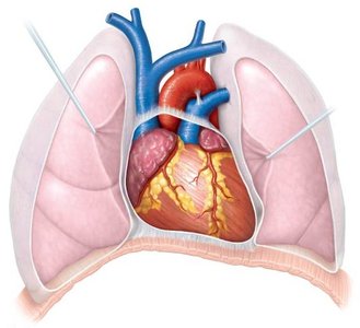 Heart in thoracic cavity between lungs