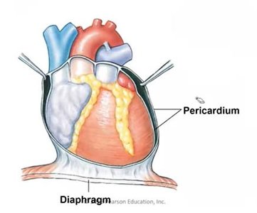 Heart with pericardium and diaphragm