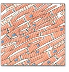 Microscopic view of cardiac muscle tissue