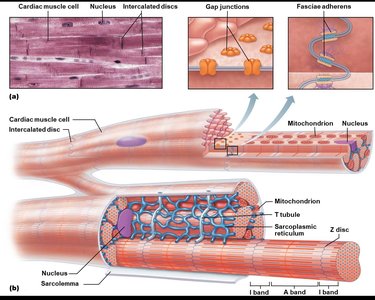 Structure of cardiac muscle cells and intercalated discs