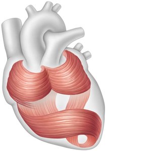 Cardiac muscle bundles in the heart