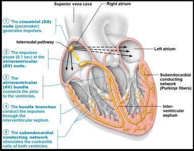 Cardiac conduction system diagram