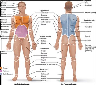 Diagram of the anatomical position and regional terms, showing anterior and posterior views of the human body with labeled regions.