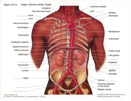Major arteries of the trunk, showing the aorta and its branches to abdominal organs
