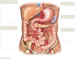 Arterial supply to the abdominopelvic organs, showing branches of the celiac trunk, superior and inferior mesenteric arteries