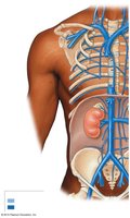 Venous drainage of the abdomen and chest, showing the inferior vena cava and its tributaries