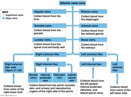 Diagram of the major veins draining into the inferior vena cava