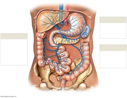 Hepatic portal system showing veins draining digestive organs into the liver