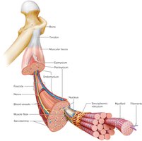 A Skeletal Muscle and Its Connective Tissues