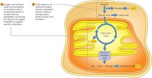 Overview of Cellular Respiration of Glucose