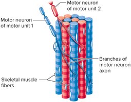 Portions of Two Motor Units