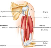 The Biceps Brachii: Origins and Insertion