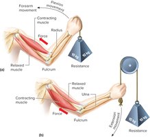 Levers and Movement