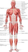 Anterior View of Superficial Skeletal Muscles