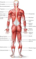 Posterior View of Superficial Skeletal Muscles