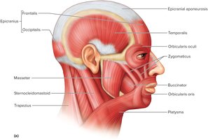 Muscles of the Face and Neck: Lateral View