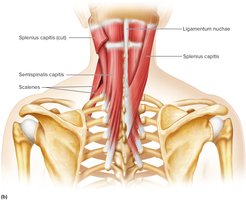 Muscles That Move the Head