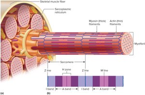Structure of a Skeletal Muscle Fiber
