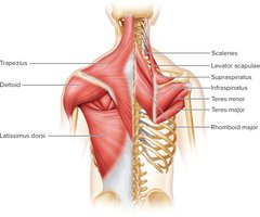 Muscles of the Posterior Shoulder