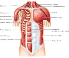 Muscles of Anterior Chest and Abdominal Wall