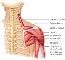 Muscles of the Posterior Scapula and Arm