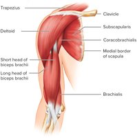 Muscles of the Anterior Shoulder and Arm