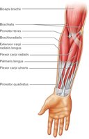 Muscles of the Anterior Forearm