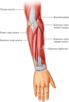 Muscles of the Posterior Forearm