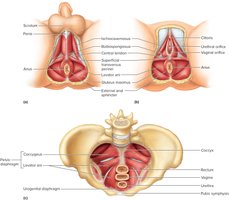 Muscles of the Pelvic Floor in Males and Females